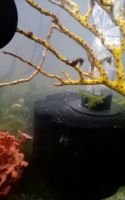 Dwarf seahorse Fishes for sale in Stevensville, MT 59870, USA. price: NA