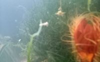 Dwarf seahorse Fishes Photos