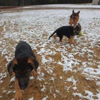 East European Shepherd Puppies for sale in Palmer, MA 01069, USA. price: NA