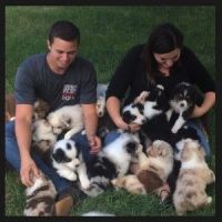East European Shepherd Puppies for sale in New York, NY, USA. price: NA
