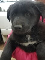 East European Shepherd Puppies for sale in Ohio Dr, Grove City, OH 43123, USA. price: NA