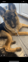 East German Shepherd Puppies for sale in Bronx, NY, USA. price: NA
