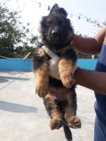 East German Shepherd Puppies for sale in Sainikpuri, Secunderabad, Telangana, India. price: 12 INR