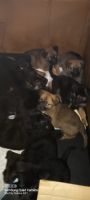 East German Shepherd Puppies for sale in Westwood Rd NE, Michigan, USA. price: NA