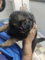 East German Shepherd Puppies for sale in Sector H, Sector-A, Aliganj, Lucknow, Uttar Pradesh 226024, India. price: 15000 INR