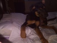 East German Shepherd Puppies for sale in 22 W Algonquin Rd, Arlington Heights, IL 60005, USA. price: NA