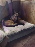 East German Shepherd Puppies for sale in Elkhart, IN, USA. price: NA