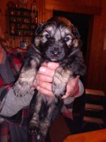 East German Shepherd Puppies for sale in Wisconsin Rapids, WI, USA. price: NA