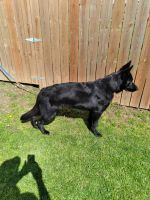 East German Shepherd Puppies for sale in Marion, OH 43302, USA. price: NA