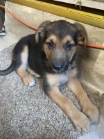 East German Shepherd Puppies for sale in 7204 Avenue T, Brooklyn, NY 11234, USA. price: $250