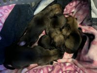 East German Shepherd Puppies for sale in Cullman, AL, USA. price: $1,000