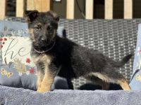 East German Shepherd Puppies for sale in Fort White, FL 32038, USA. price: $1,500