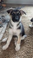 East German Shepherd Puppies for sale in Clearlake Oaks, California. price: $100