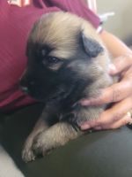 East German Shepherd Puppies for sale in 225 Bluffs Terrace, Colonial Heights, VA 23834, USA. price: $400,600