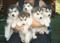 East Siberian Laika Puppies for sale in Alaska Range, Alaska, USA. price: NA