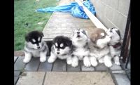 East Siberian Laika Puppies for sale in New York, NY, USA. price: NA