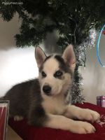 East Siberian Laika Puppies for sale in Regina Dr, Canadian Lakes, MI 49346, USA. price: NA