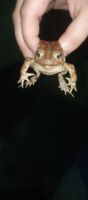 Eastern American toad Amphibians Photos