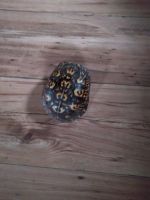Eastern Box Turtle Reptiles for sale in Madisonville, TN 37354, USA. price: NA