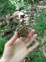 Eastern Box Turtle Reptiles for sale in Jackson, MO 63755, USA. price: NA