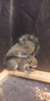 Eastern Gray Squirrel Rodents for sale in Gainesville, GA, USA. price: NA