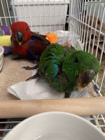 Eclectus Parrot Birds Photos
