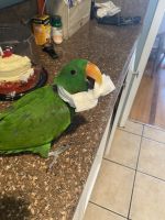 Eclectus Parrot Birds for sale in Lakewood, CA, USA. price: NA