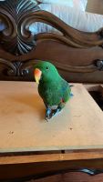 Eclectus Parrot Birds for sale in Spring, TX 77373, USA. price: NA