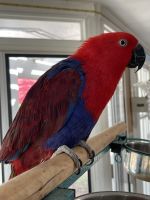 Eclectus Parrot Birds for sale in Rancho Cucamonga, CA, USA. price: NA