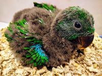 Eclectus Parrot Birds for sale in Fellsmere, FL 32948, USA. price: NA