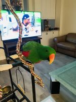 Eclectus Parrot Birds for sale in Melbourne, FL 32940, USA. price: NA