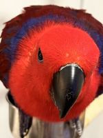 Eclectus Parrot Birds for sale in Santa Cruz, CA, USA. price: NA