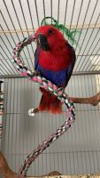 Eclectus Parrot Birds for sale in Tampa, FL, USA. price: NA