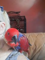 Eclectus Parrot Birds for sale in Brevard County, FL, USA. price: NA