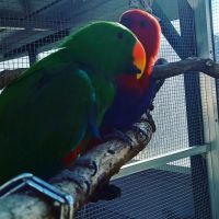 Eclectus Parrot Birds for sale in South Bay, CA, USA. price: NA