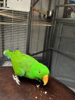 Eclectus Parrot Birds for sale in San Antonio, TX, USA. price: $350,000