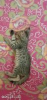 Egyptian Mau Cats for sale in IP Ext, I.P.Extension, Patparganj, Delhi, 110092, India. price: 800 INR