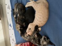 Egyptian Mau Cats for sale in Faridabad, Haryana, India. price: 3000 INR