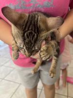 Egyptian Mau Cats for sale in Cape Coral, FL, USA. price: NA