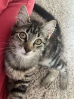 Egyptian Mau Cats for sale in Eagle Point, OR 97524, USA. price: $100