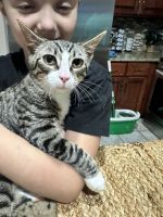 Egyptian Mau Cats for sale in 2055 Forest Lake Dr, East Stroudsburg, PA 18302, USA. price: NA