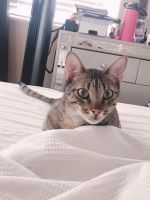 Egyptian Mau Cats for sale in Las Vegas, Nevada. price: $250