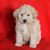 Elo Puppies for sale in California St, San Francisco, CA, USA. price: NA