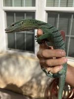 Emerald tree monitor Reptiles for sale in Stockton, CA, USA. price: NA
