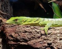 Emerald tree monitor Reptiles Photos