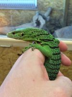 Emerald tree monitor Reptiles Photos