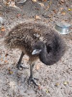 Emu Birds for sale in Orlando, FL, USA. price: NA