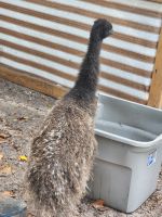Emu Birds Photos