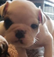 English Bulldog Puppies for sale in Buckhannon, WV 26201, USA. price: NA