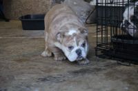 English Bulldog Puppies for sale in Mineral Wells, MS 38654, USA. price: NA